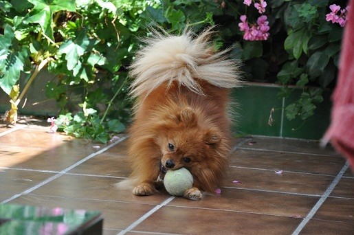 Cooper con su pelotita en el patio!!! 